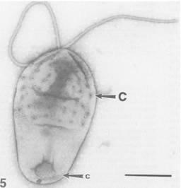 Kingdom: Bacteria Phylum: Planctomycetes Class: Planctomycetacia Order: Planctomycetales Family: Planctomycetaceae Genus: Pirellula 340.