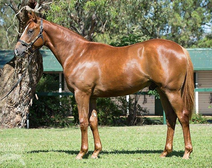colt from stakes-winning ZABEEL mare ZAPURPLE was purchased by Mulcaster Bloodstock for the Harras Syndicate at Magic Millions earlier this year for $360,000 and is