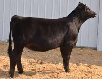 19 Breeder: Triple G Livestock TGL Miss Eden E911 Black Dbl. Polled 3/4 SM 1/8 AN 1/8 CS 11.7 59 79.13 7 17 47 12 10.6 17.6 -.42.08 -.070.85 122 66 ASA#3288153 Tattoo: E911 BD: 2-21-17 Adj.