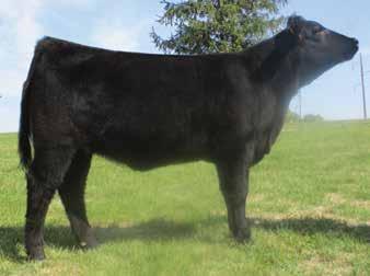 This female is pleasing to the eye, well balanced and phenotypically correct. She was also successfully shown at the Iowa state fair standing second in class.