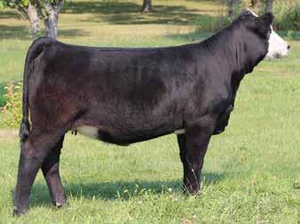 WW: 614 Remington Lock N Load 54U W/C Lock Down 206Z G C F Miss New Level R206 S A V Final Answer 0035 Drake Miss A143C Drake Patty J143A An excellent Lock Down baldy heifer that traces to our great