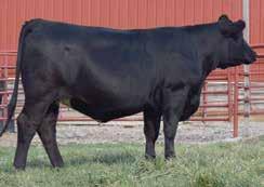 Polled 3/4 SM 1/4 AN ASA#3162837 Tattoo: W2D BD: 3-23-16 Adj. BW: N/A Excellent Lock N Load daughter bred to Executive Order. A great package that should work in anyone s herd.