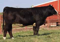 BW: N/A A39D is sired by our cow maker Chasin Tail. Massive body, moderate frame, easy keeping and from one of our best cow families. Bred to Lock Down and carrying a heifer calf... maybe blaze faced?