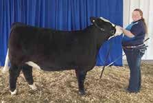 Premier Breeder at the Largest State Fair Simmental Show in the U.S. Congratulations Cason s Pride & Joy Simmental Breeders.