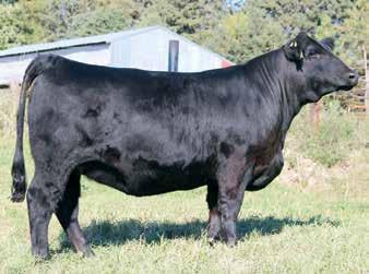 There is a ton of performance stacked up in her pedigree. Buy with confidence on the cow power female! 2 Breeder: Triple G Livestock TGL Miss Elizabeth E501 Black Dbl. Polled 3/4 SM 1/4 AN 12 -.