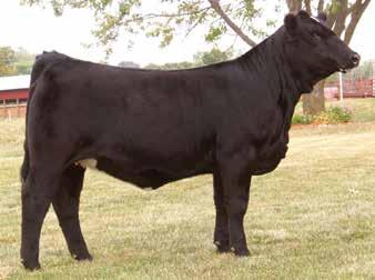 This heifer is hard to part with, these are the kind I like to keep for raising high performance bulls.