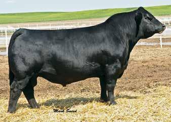 76 146 78 CNS Dream On L186 WLE Uno Mas X549 Shawnee Miss 770P S A V Bismarck 5682 Cason s Miss Bismark Cason s Miss Aspen Miss Fortress is 5/8 SimAngus sired by UNO MAS X549 and out of a Bismarck