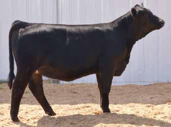Minute N23 Looking for a nice solid black foundation female with a sweeping rib cage, thick top and hipped, not to mention sound structured? Then look here.