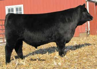 The maternal side of this female is awesome the Daisy May/Maverick cow is one of our most consistent producers. 18 Breeder: K-C Simmentals Cason s Miss Emma E28U Black Baldy Dbl. Polled Purebred 13 -.