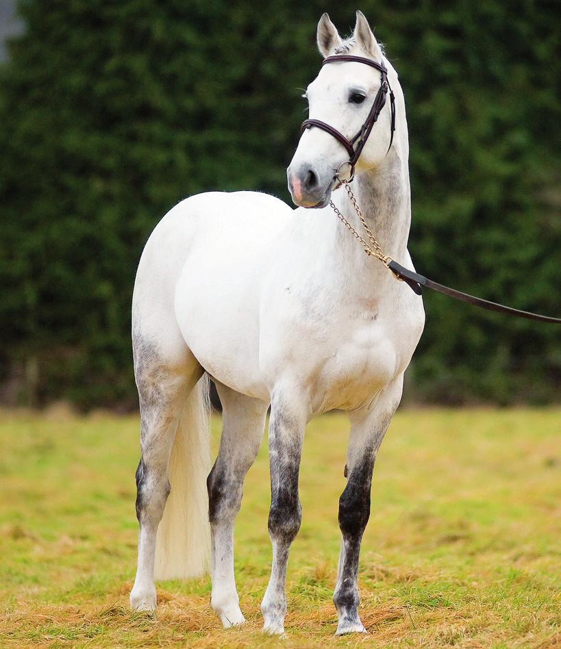 Jack of Diamonds SWB - Grey 2002-168cm Best of Irish Bloodlines Fully Approved with IHB A brilliant son of Irco Mena and the only full brother to the famous international showjumper Nick Of Diamonds