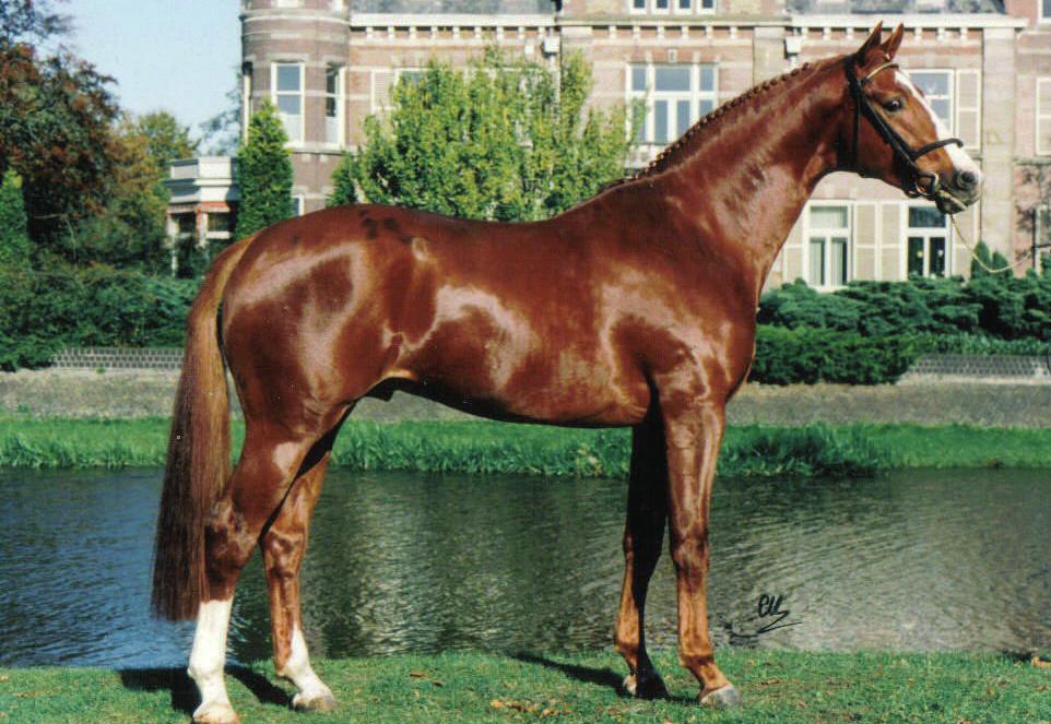 Iroko has been in the top ten of the showjumping Sire index in the Netherlands for many years. Pilatus Perseus xx Duela H.