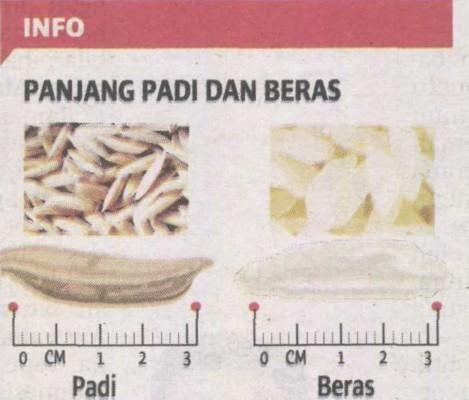 Julai 2014 Tidak bermusim dilaksana serta merta Harga befian padi di semenanjung Malaysia RM 1,200 tan metrik * Tertakluk mutu dan kualiti padi Proses pemutuan padi Sampel permulaan Pekerja mencucuk
