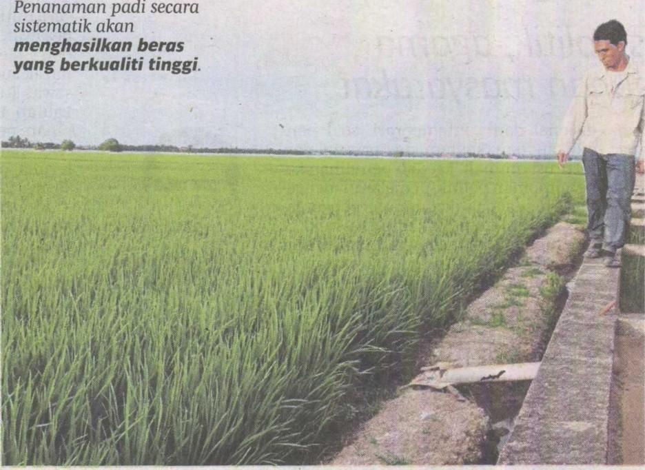 Penanaman padi secara sistematik ajcan