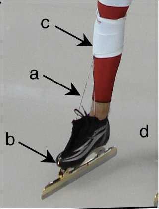 During the second portion of this component the ankle comes back to neutral or level so that the skate can set down flat on the ice.