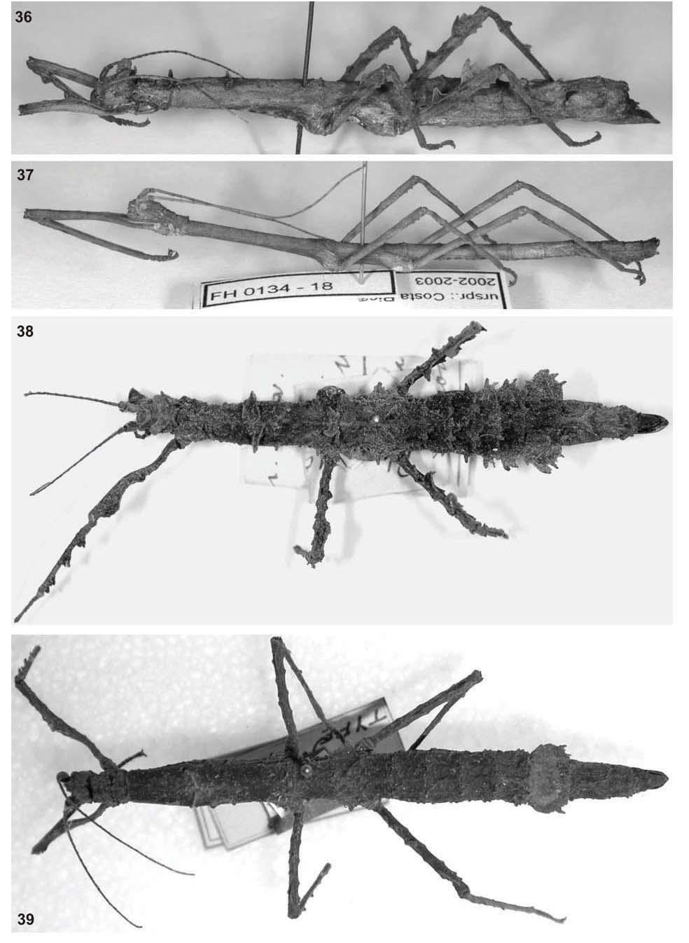76 F.H. HENNEMANN AND O.V. CONLE Figs 36-39. Rhynchacris spp. 36. R. ornata Redtenbacher, 1908 from Costa Rica (coll. FH, No. 0134-1). 37. R. ornata Redtenbacher, 1908 from Costa Rica (coll. FH, No. 0134-18).