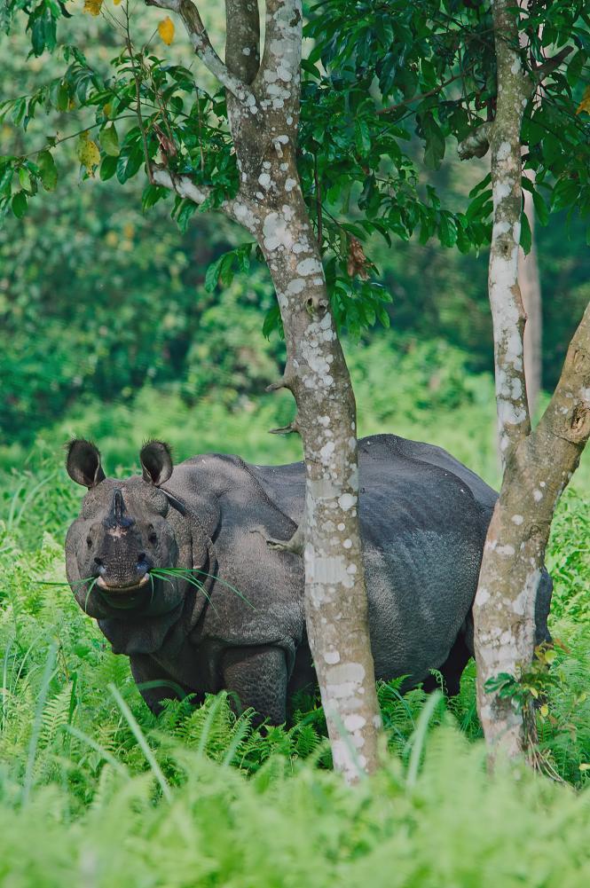 Another important achievement of our Gorumara work is that, we could, for the first time in the world, successfully use genetic techniques to census rhinos in the park, obtaining a minimum number of
