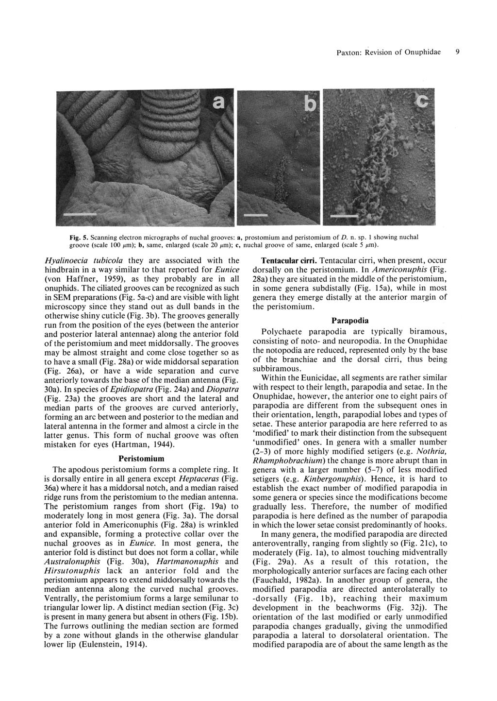 Paxton: Revision of Onuphidae 9 Fig. 5. Scanning electron micrographs of nuchal grooves: a, prostomium and peristomium of D. n. sp.