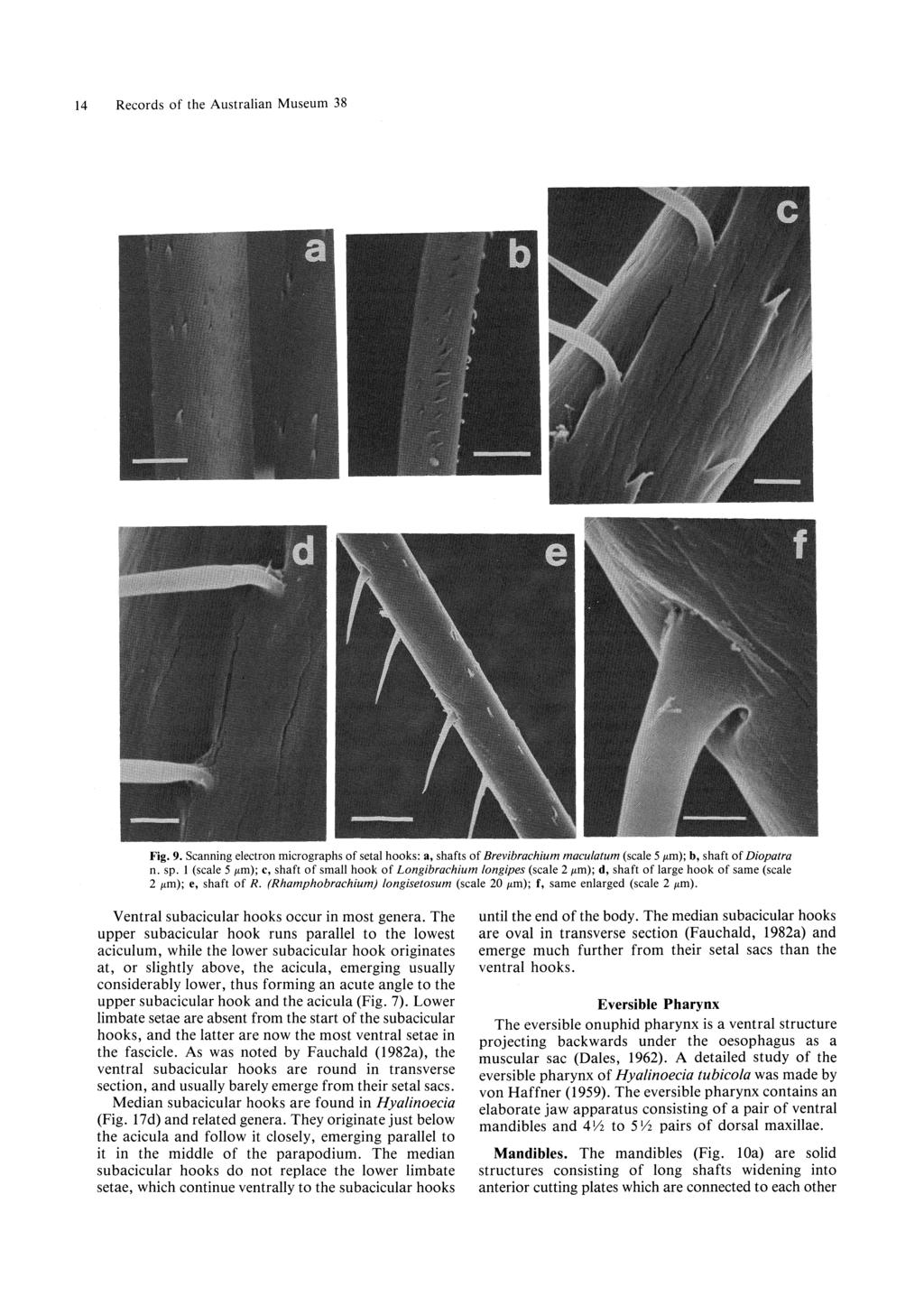 14 Records of the Australian Museum 38 Fig. 9. Scanning electron micrographs of setal hooks: a, shafts of Brevibrachium maculatum (scale 5 f'm); b, shaft of Diopatra n. sp.