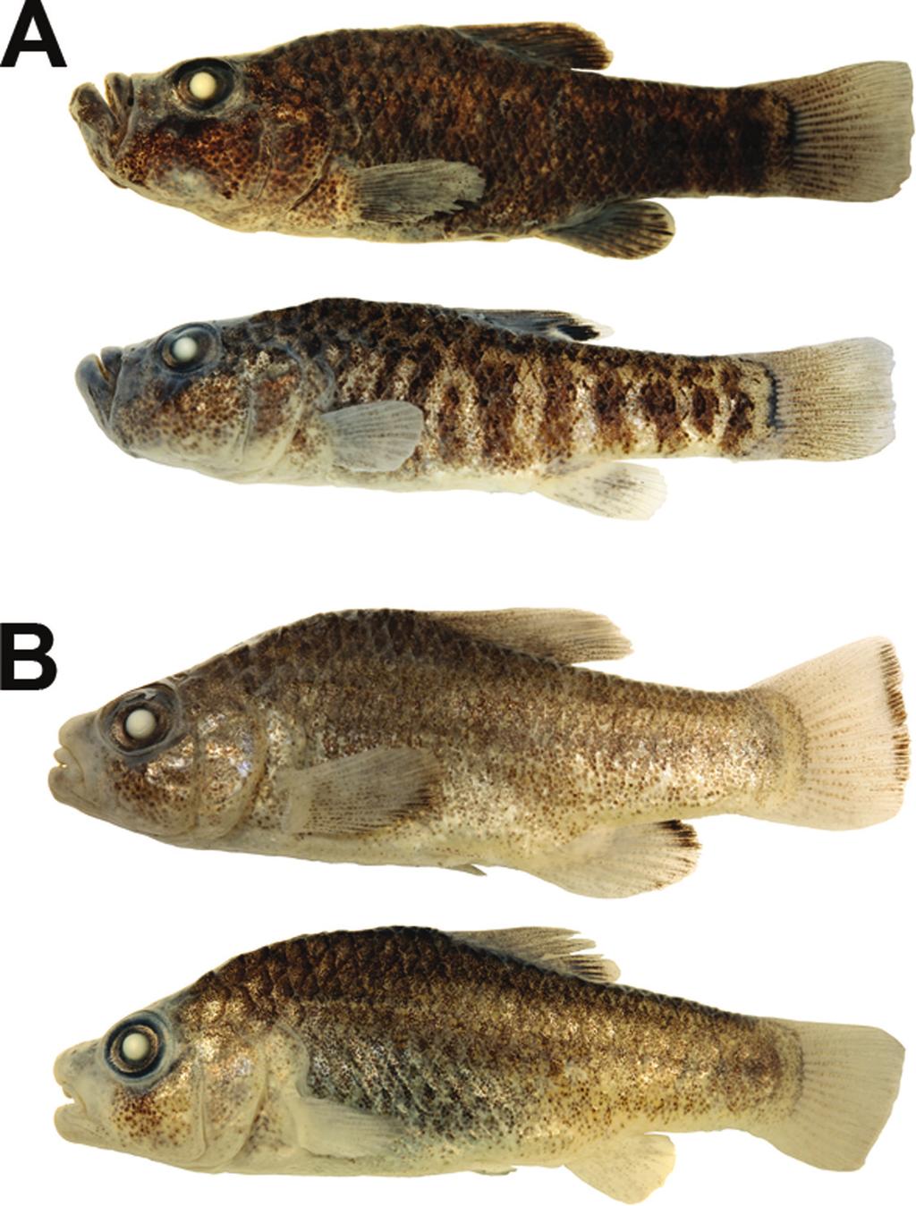 A Remarkable Species Flock of Cyprinodon Pupfishes Martin and Wainwright 233 evolution in allopatric Cyprinodon species (Martin and Wainwright 2011).