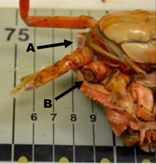 Figure 12. Example of both a new leg injury (A) and a leg injury sustained prior to encounter with trawl that has begun to heal (B). 2.3.