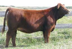 MAF R HORIZON 7Y WHAT A GREAT INVESTMENT!!! The Horizon excitement continues February 28th at Moose Jaw. Horizon in October, 2013 Remember Horizon and the buzz he created at Agribition as a calf?
