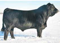 7 2.5 69.2 110.4 10.3 58.8 24.2 Calving ease bull written all over this guys pedigree. He is in the top 4% for calving ease & 5% for birth weight and overall a very strong set of EPDs.