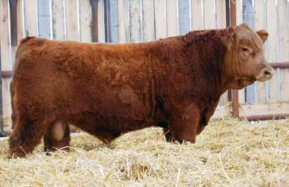 4 This guy is one of the front runners for favorite bull at our place since birth. If you are looking for a bull to add muscle and shape to your cattle, look no further.