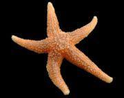starfish) Luida
