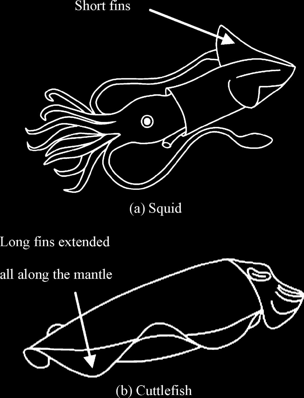 Z. Wang e al. / Sensors and Acuaors A 144 (2008) 354 360 355 Fig. 2. Schemaic diagram of he musculaure of squid/culefish fin. Fig. 1. Squid and culefish. direcly.