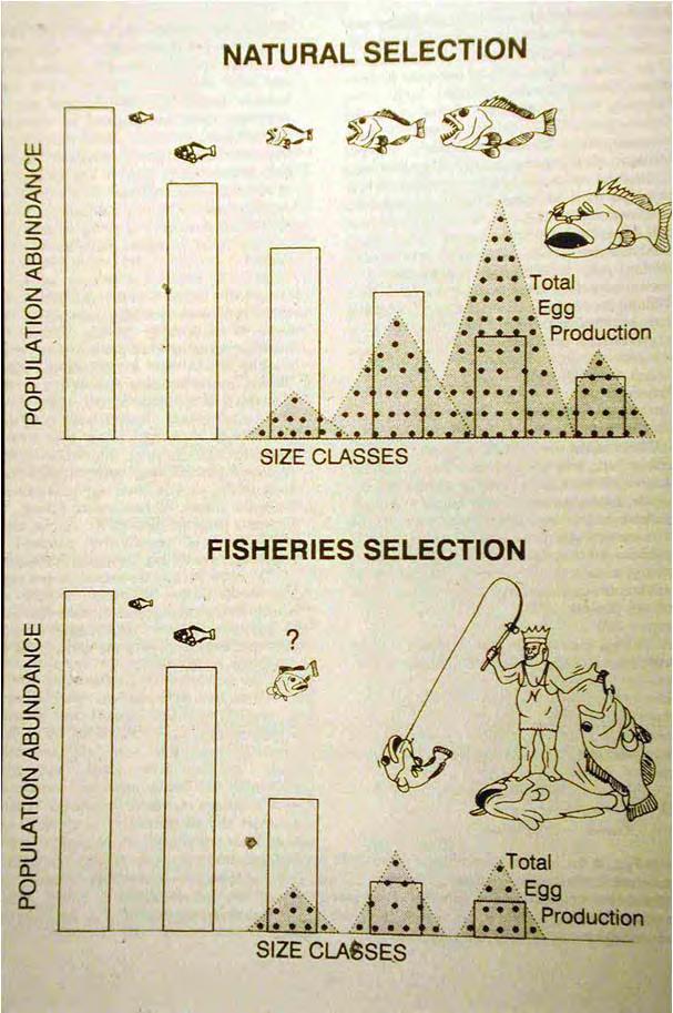 Framework: overfishing effects 9.3.