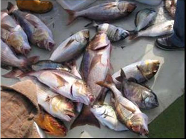 Framework: overfishing effects Main effects of over fishing 1. Reduction in the abundance and mean size of the individuals of the species. 2.
