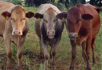 I found BeefPro on the web and that it was endorsed by the Tuli Cattle Breeders Society.