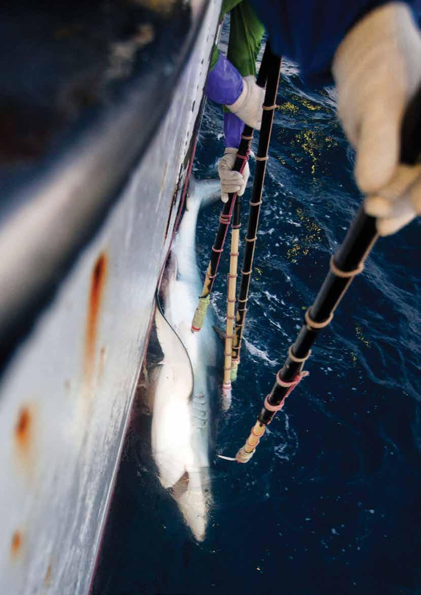 section one Longline fishing methods tend to target adult tunas as well as billfish and sharks. Sharks are either landed whole or fins are removed at sea and carcasses discarded.