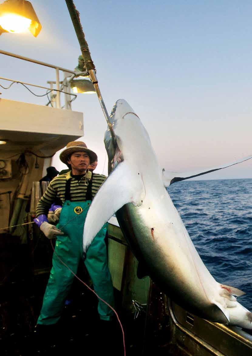 section five Image A blue shark (Prionace glauca) is pulled onboard the Japanese longliner, Fukuseki Maru No 07 from the deep waters in the