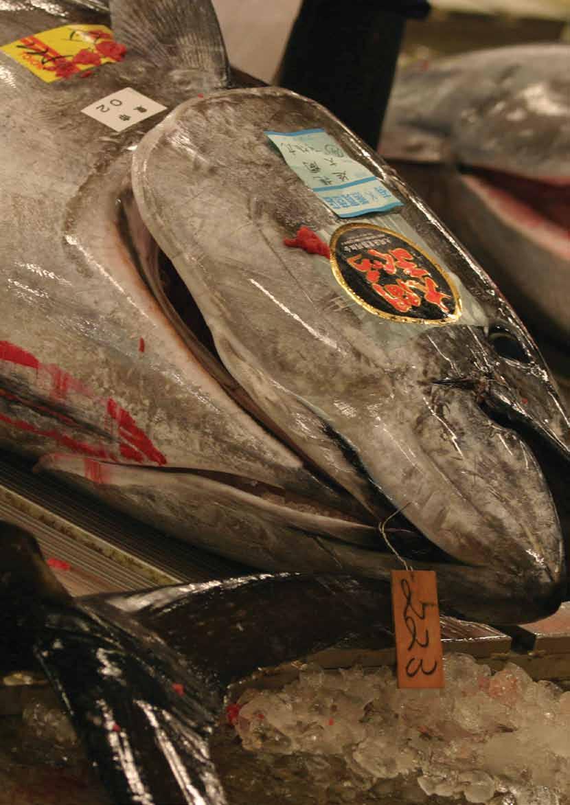 section six Image Fresh tuna at auction at the Tsukiji wholesale fish market, the largest fish market in the world.