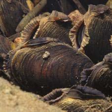 Freshwater pearl mussels Freshwater pearl mussels (Margaritifera margaritifera) are a very rare species of shellfish.