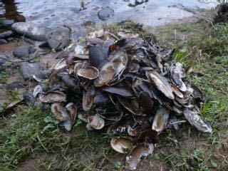 WILDLIFE CRIME Freshwater pearl mussels need to be left alone to grow into big adults.