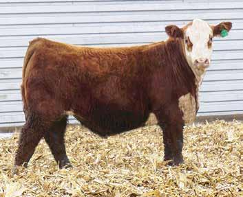 when we displayed her on the 2015 South Dakota Hereford Tour, and this guy is a chip off the ol block! REA 0.86 - Of the Herefords we are offering, he is the standout.
