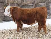Again stamping offspring that perform while coupling that with a moderate mature size and impeccable structure. - Here s a chance to add a herd bull with predictability! CED -3.