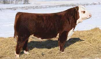 40 - She is a thick, big middled, correct daughter of the famous JDH MS MARB 0.15 P606 BOOMER 20R cow and Rib Eye.