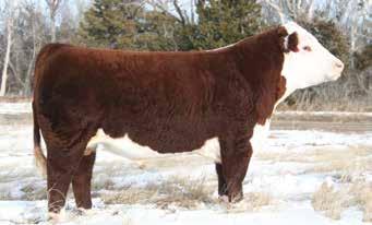 08 CHB $24 Lot 77 - SPH 6T Champ 28D Two-Year Old Hereford Bulls Any buyer wanting to use any of SPH s bulls on registered hereford females and wish to register those calves with the AHA please let