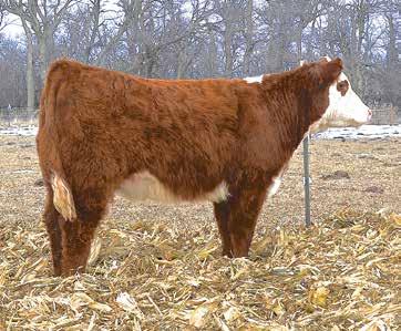 Registered Yearling Hereford Heifers All of the cattle at SPH have been managed to show their genetic potential, but not to max out their potential.