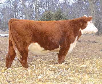 Springwater Registered Hereford Cows All of these cows were naturally bred by JDH 13Y 33Z Champ 45B ET. They were sleeved on October 5th & poured with Noromectin. All are expected to calve in April.