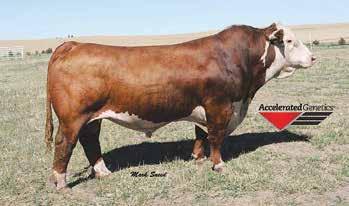 First round was given on December 28th & the second round on February 3rd, we also wormed them again with Dectomax injectable on Feb. 3. Delivery/pickup of cows is to be completed by March 20th or prior.