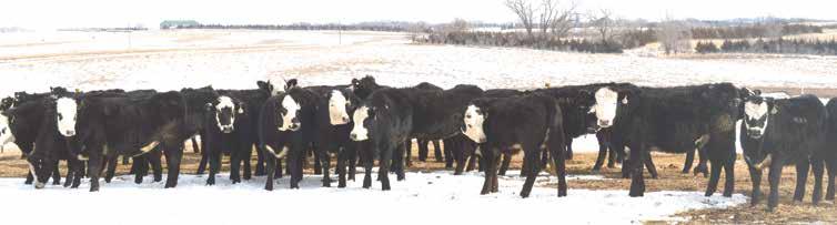 Commercial Heifer Offering The I-29 Bull Run is pleased to offer the following groups of commercial breeding heifers from customers previous to this sale.