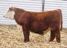Springwater Polled Herefords Sired by