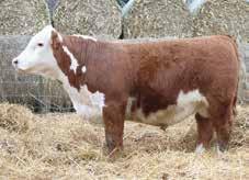 Sired by Churchill Red Bull 200Z From