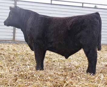 5321 RITA 2811 OF 2536 BVND 878 WAR HALL OF FAME 8023 DANDY ACRES BLACK RAVEN G129 DANDY ACRES ENTICER 131 DANDY ACRES FOXY LADY 193 DANDY ACRES FOXY LADY G 33 - Here is an out-cross calving ease