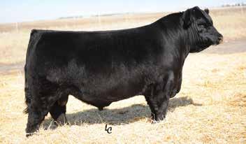 603 was a standout on feed and is a maternal brother to Saddle Creek and carries many of the same characteristics as his brother; sound to the ground, huge bodied, and fantastic in terms of docility.
