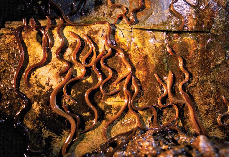 Yellow eels are the freshwater life stage between elvers and reproductive adults. These were filmed late at night in an algae bloom on the Sebasticook River in Winslow.